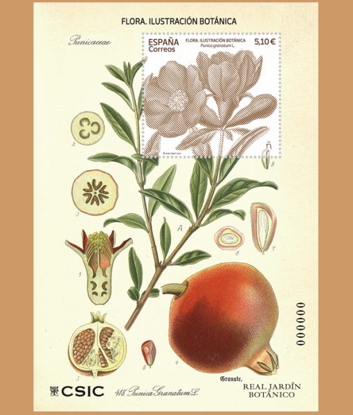 1006 plantas 6228